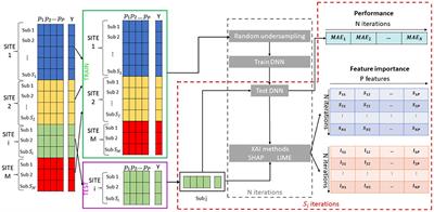 Explainable Deep Learning for Personalized Age Prediction With <mark class="highlighted">Brain Morphology</mark>